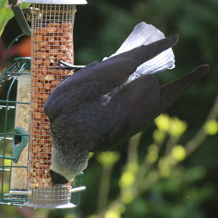 Jackdaw on bird feeder