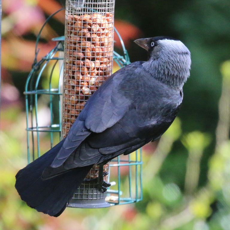 Jackdaw on bird feeder