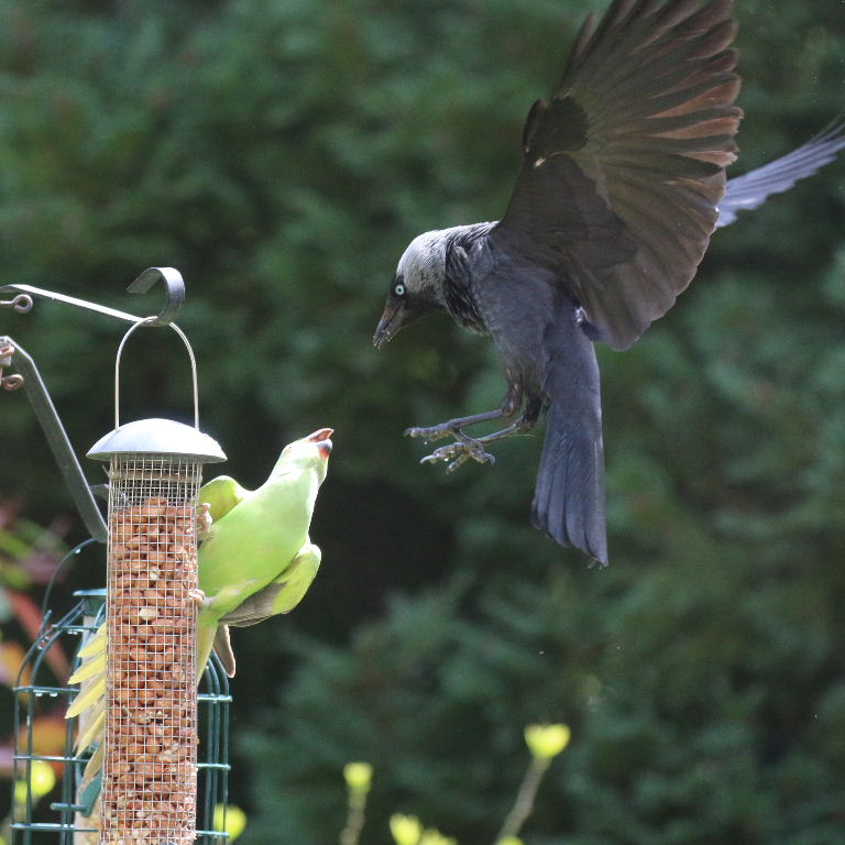 Parakeet seeing off Jackdaw on bird feeder