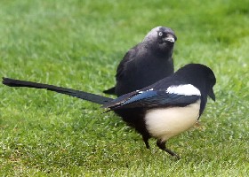 Jackdaws and Magpies