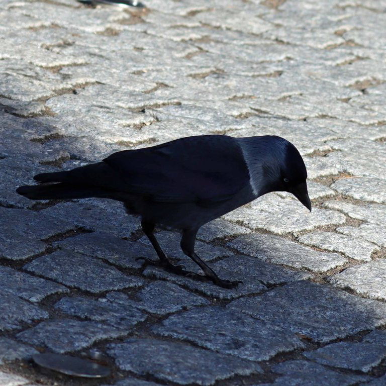 Jackdaw white collar nominal