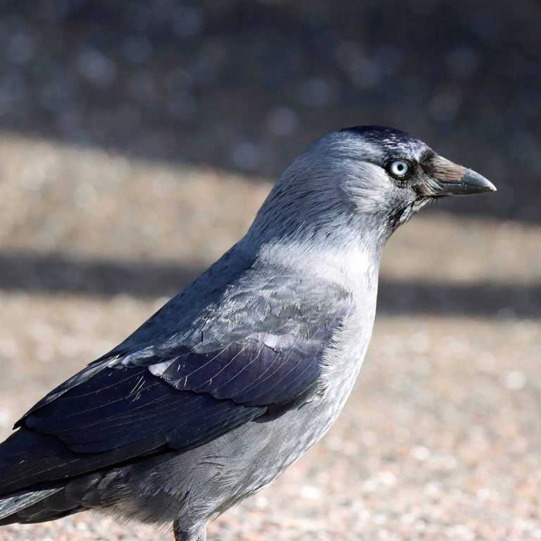 Jackdaw with white shoulder monedula