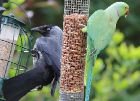Jackdaws and Parakeets