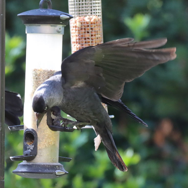 Jackdaw with rufous undertail on bird feeder