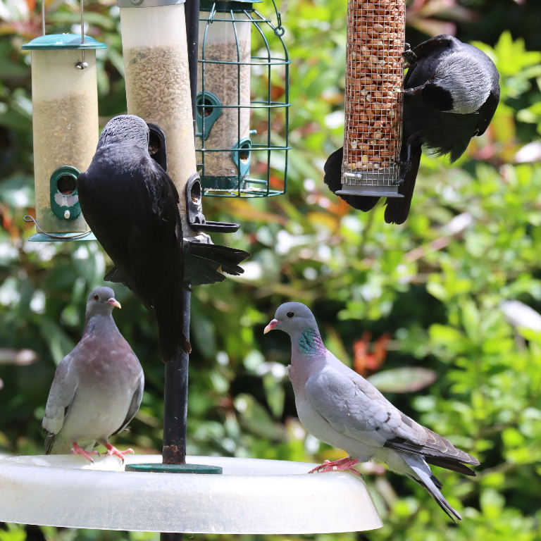 Jackdaw with stock doves on bird feeder