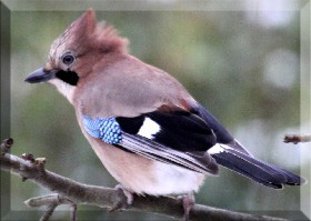Jay
