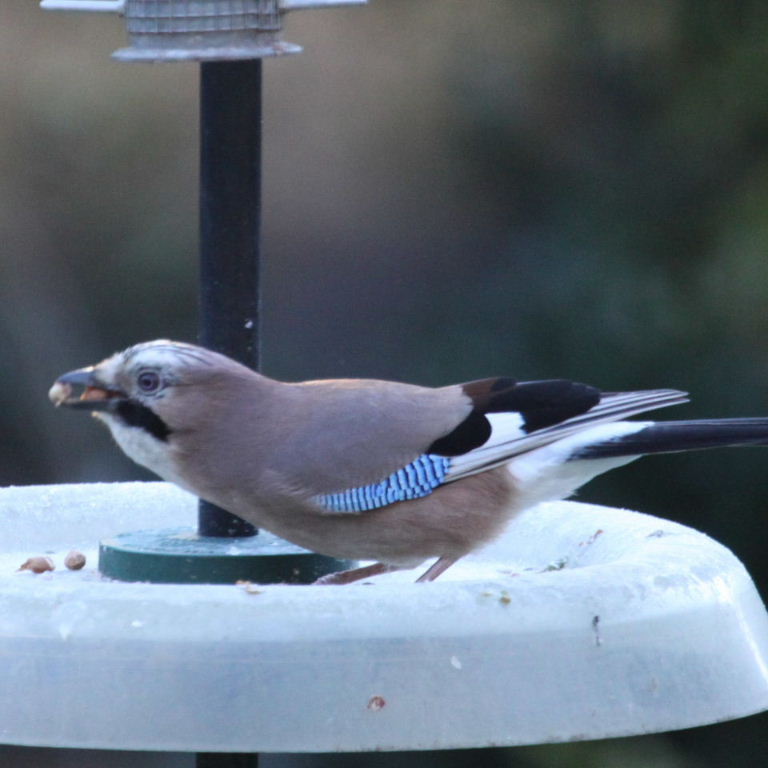 Jay