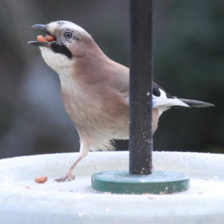 Jay with peanuts