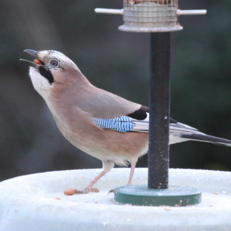 Jay