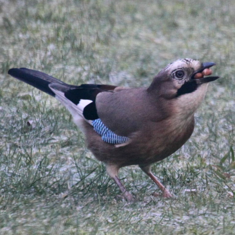 Jay with peanuts