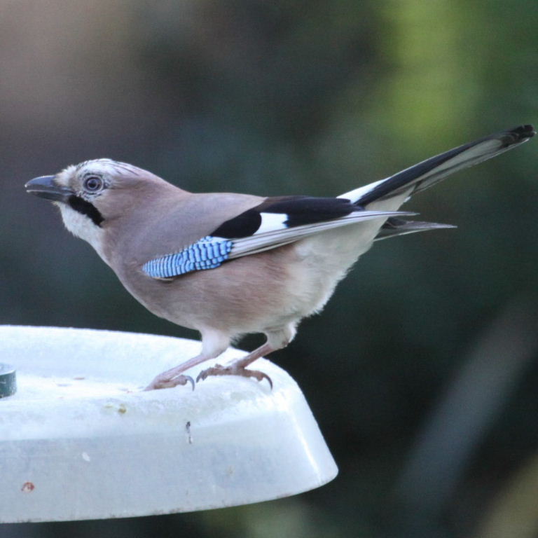 Jay