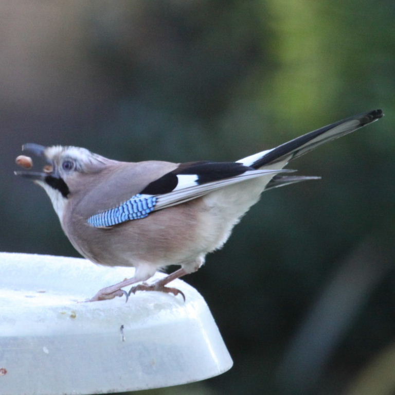 Jay