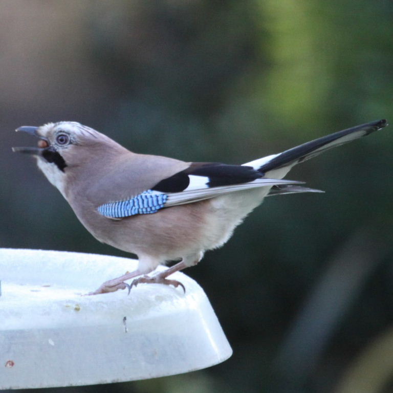 Jay