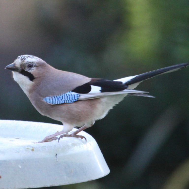 Jay