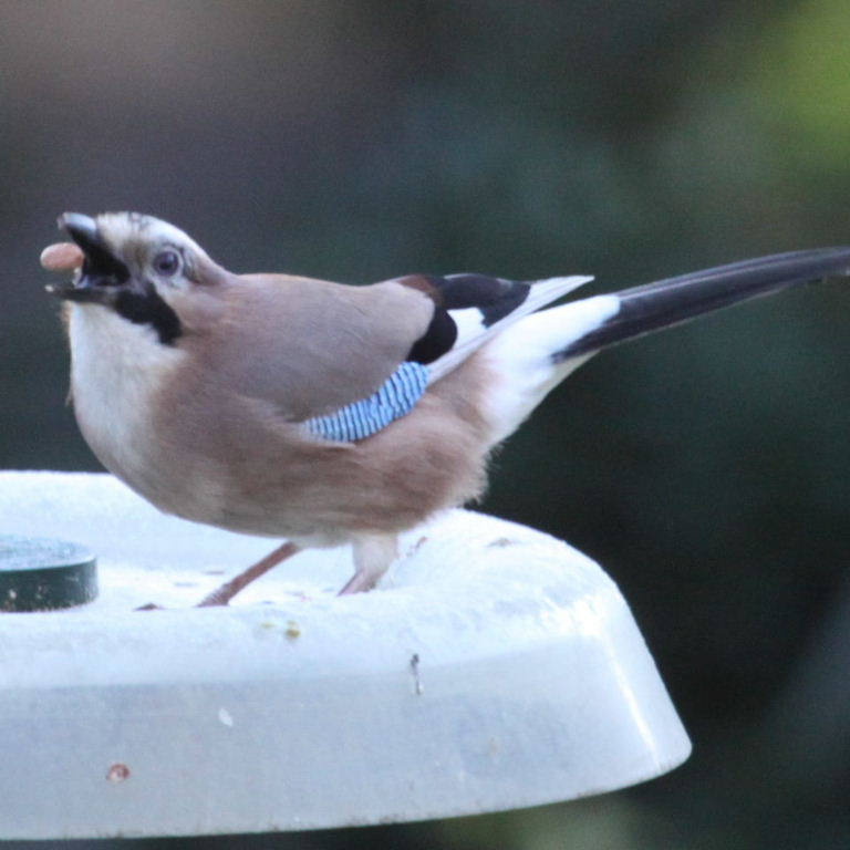 Jay