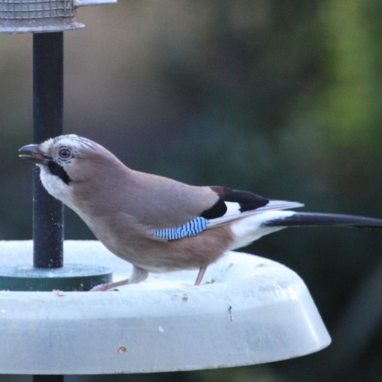 Jay