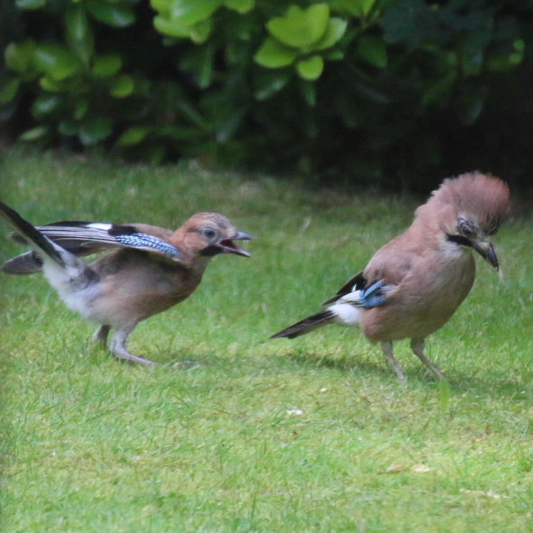 Jay parent with fledgling