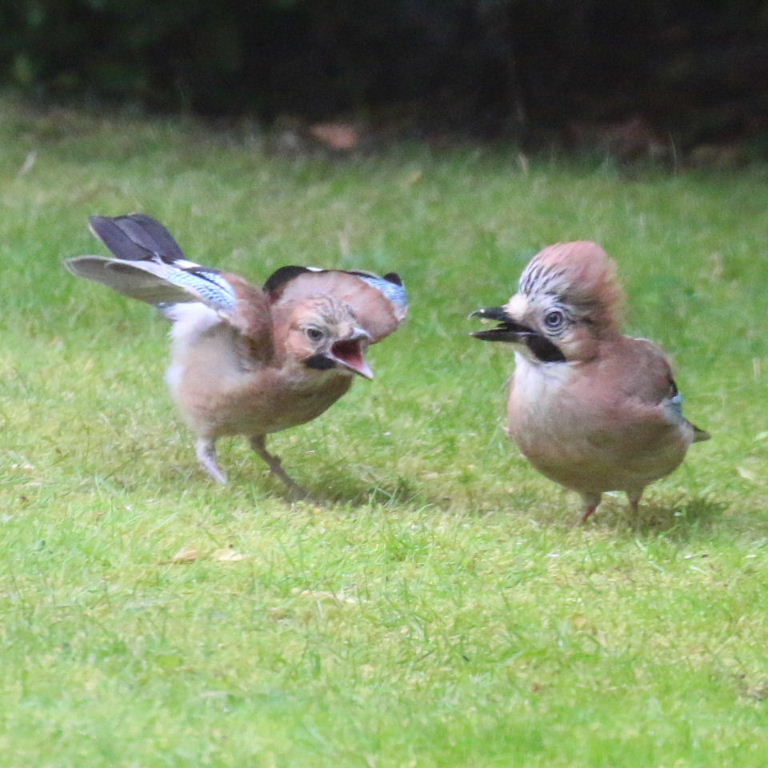 Jay parent with fledgling