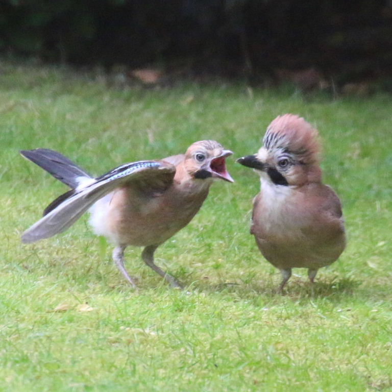 Jay parent with fledgling