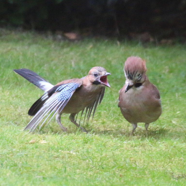 Jay parent with fledgling