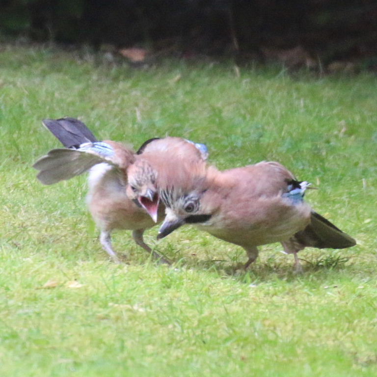 Jay parent with fledgling