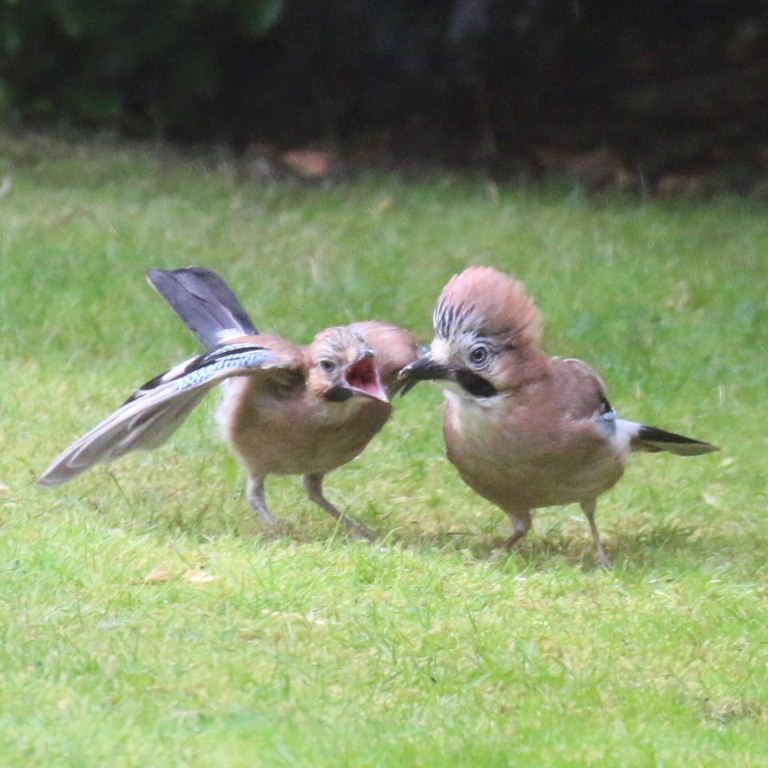 Jay parent with fledgling