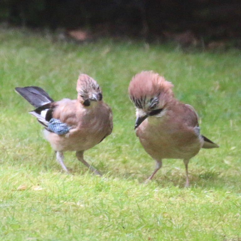 Jay parent with fledgling
