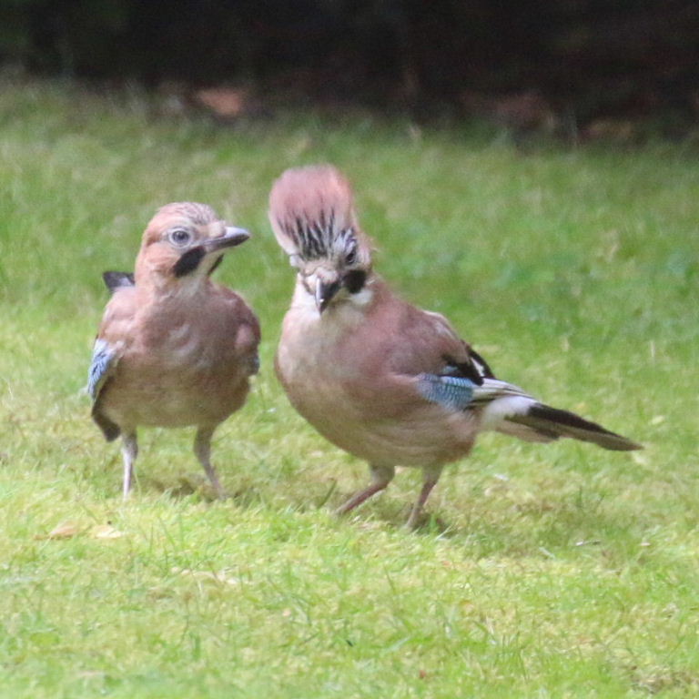 Jay parent with fledgling