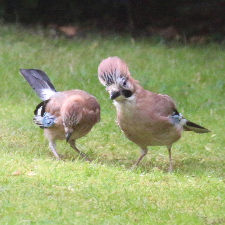 Jay parent with fledgling