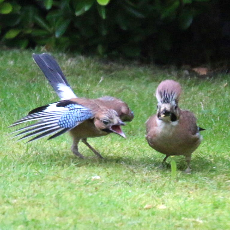 Jay parent with fledgling