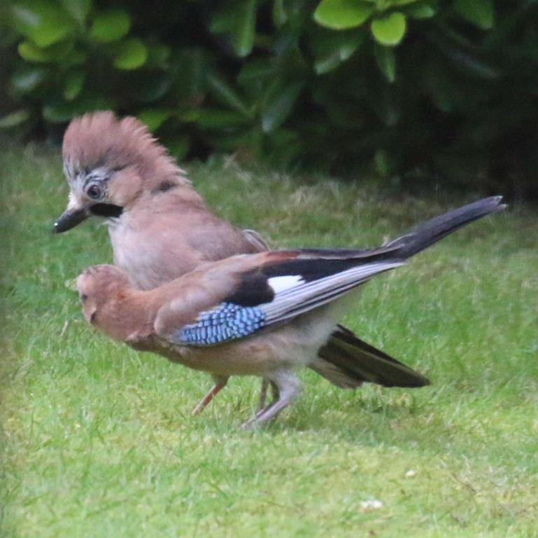 Jay parent with fledgling