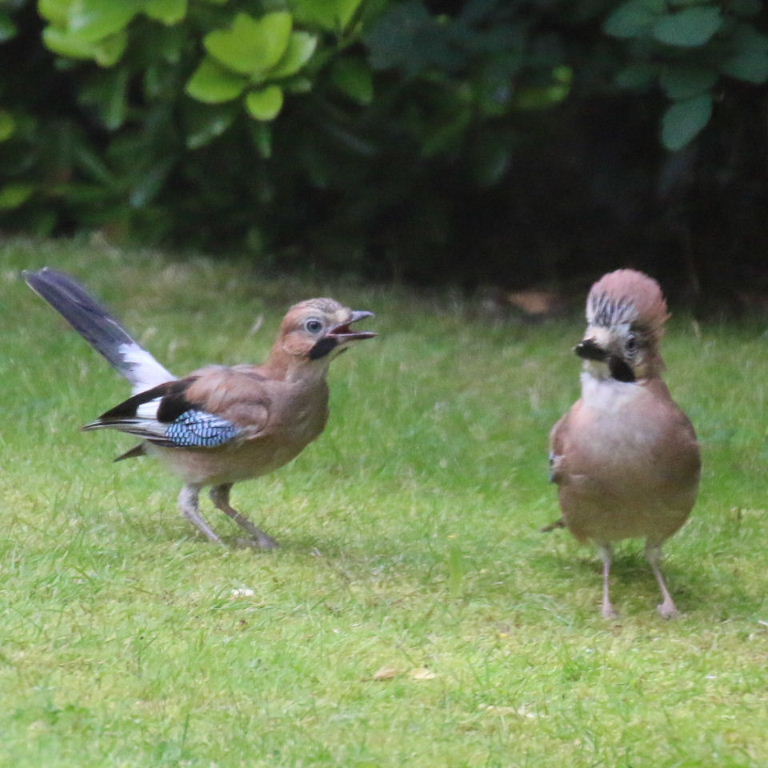 Jay parent with fledgling