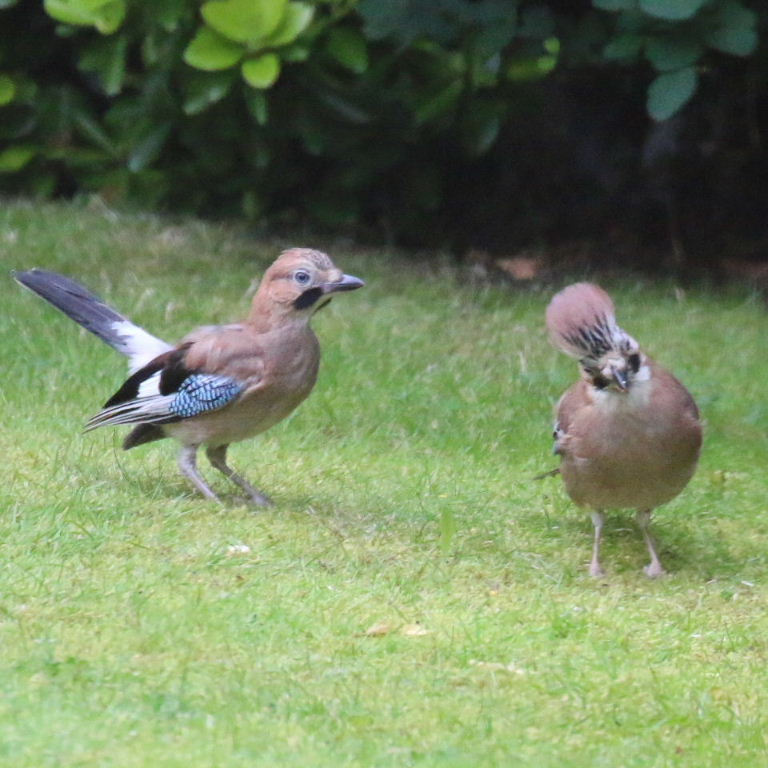 Jay parent with fledgling