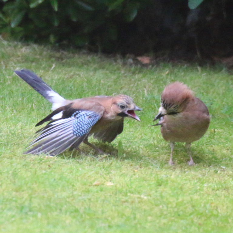 Jay parent with fledgling