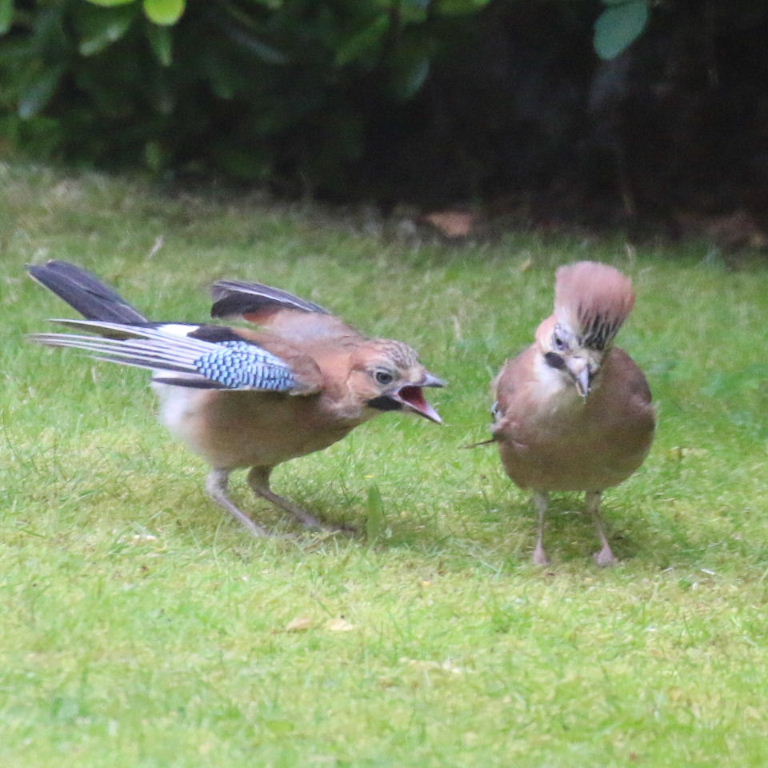 Jay parent with fledgling