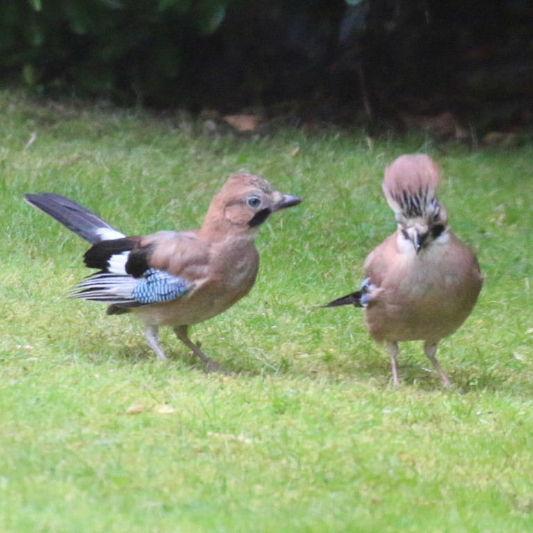 Jay parent with fledgling