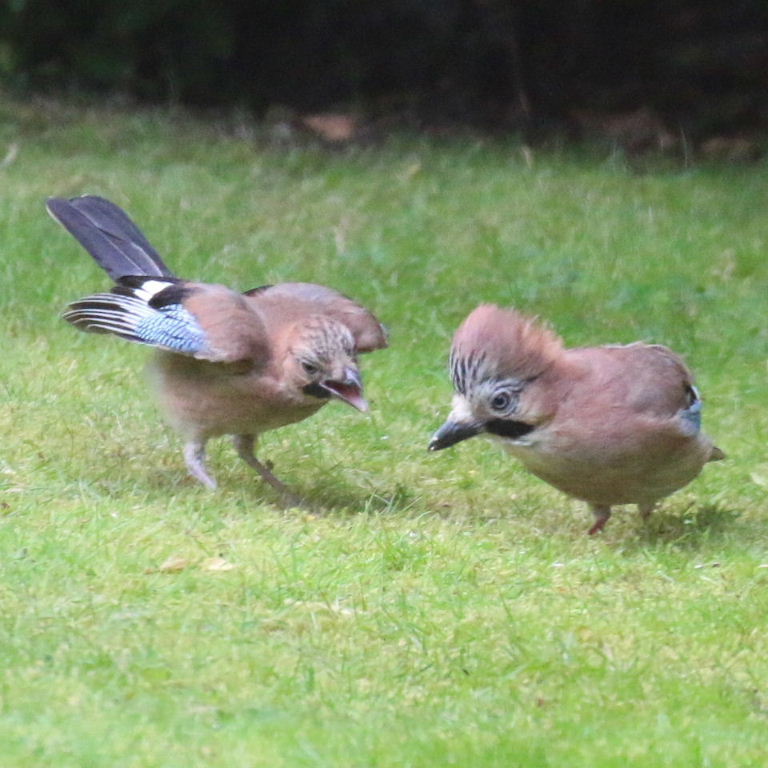 Jay parent with fledgling