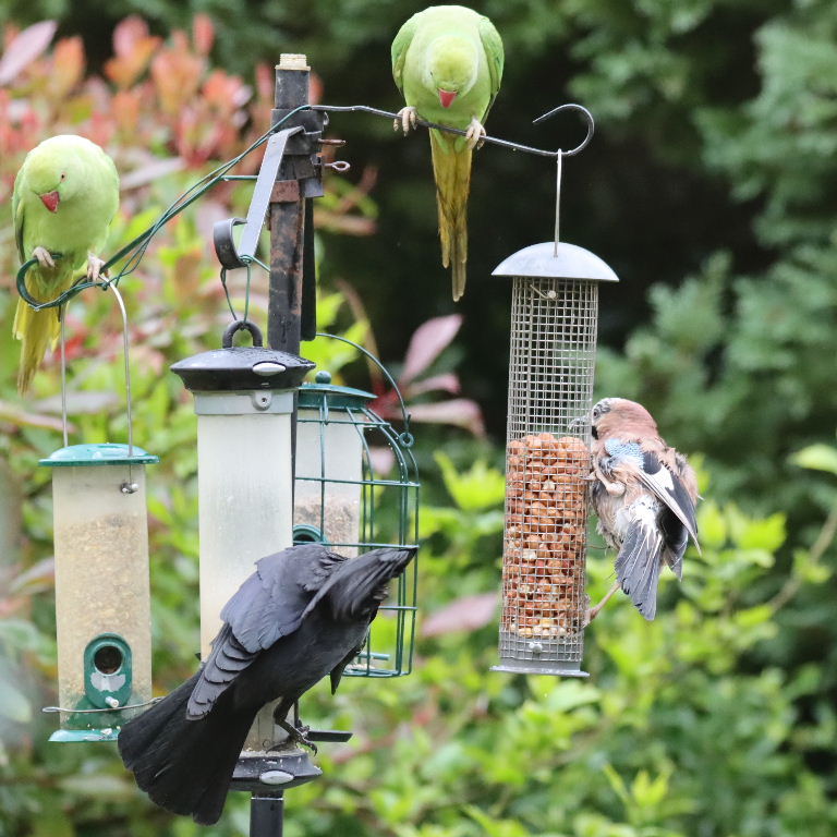 Jay, Jacdaw and Parakeets
