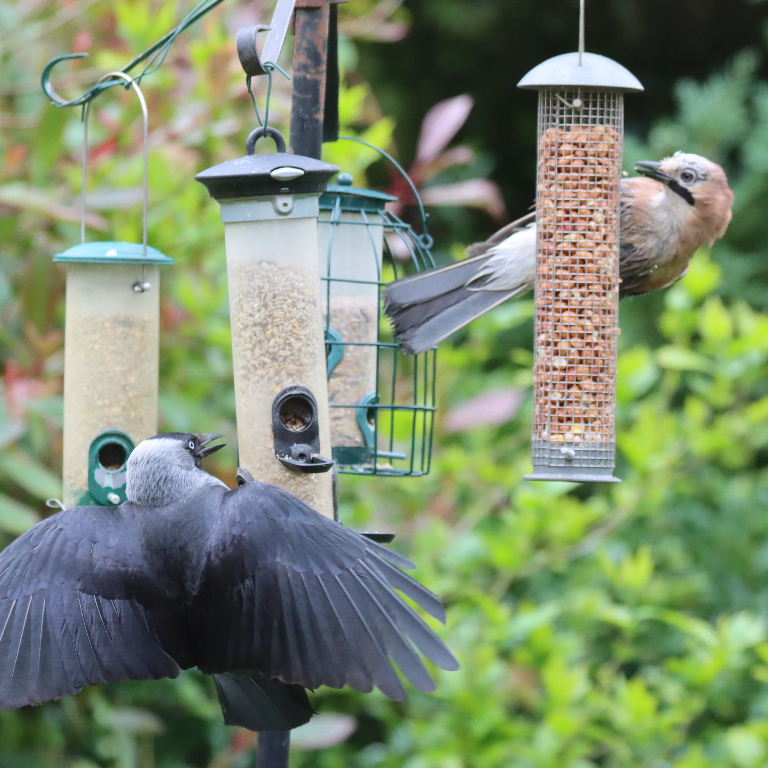 Jay with Jackdaw on nut feeder