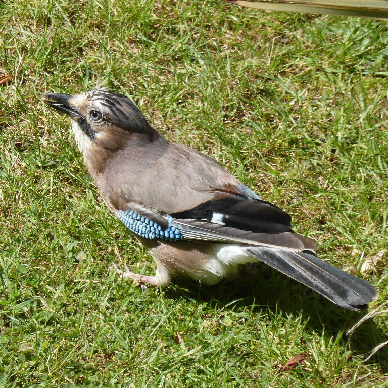 Jay in garden