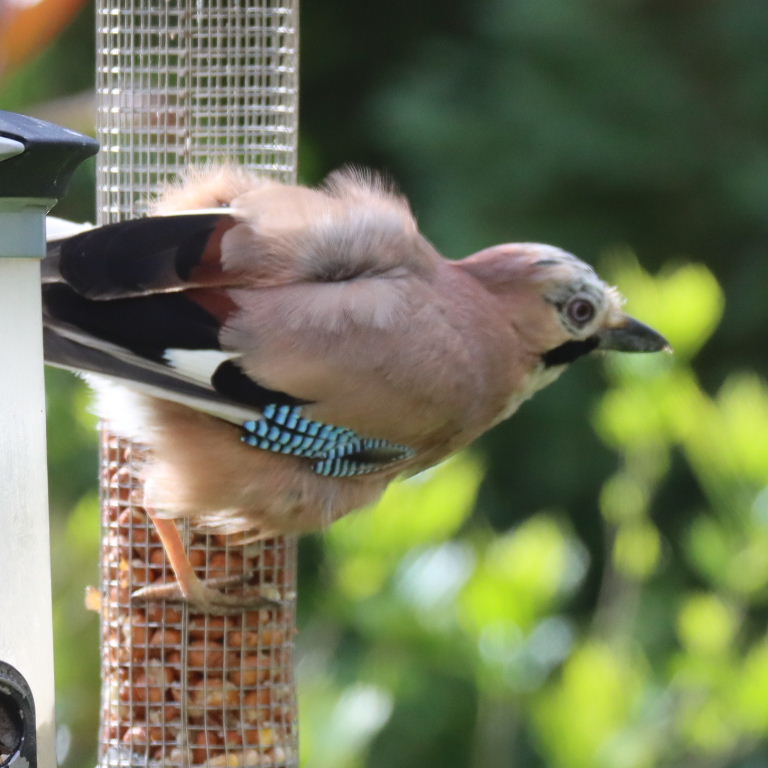Jay on nut feeder