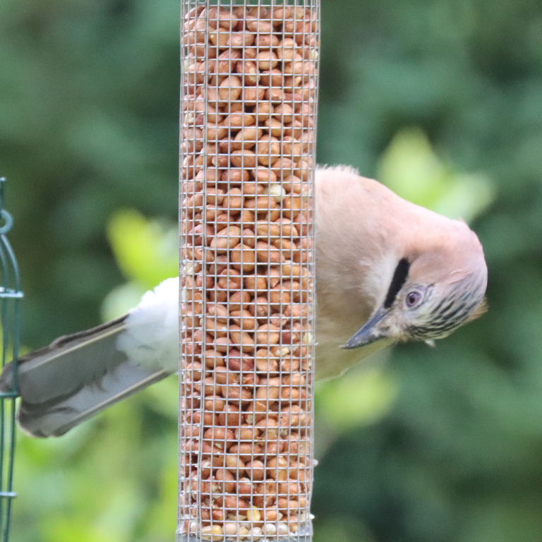 Jay on nut feeder