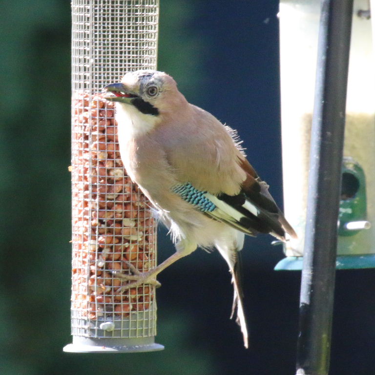 Jay on peanuts