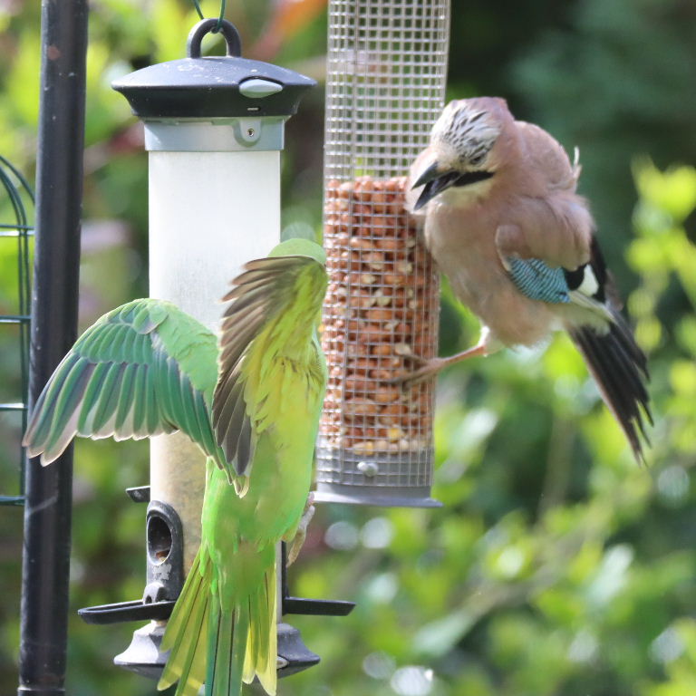 Jay on nut feeder with Parakeet