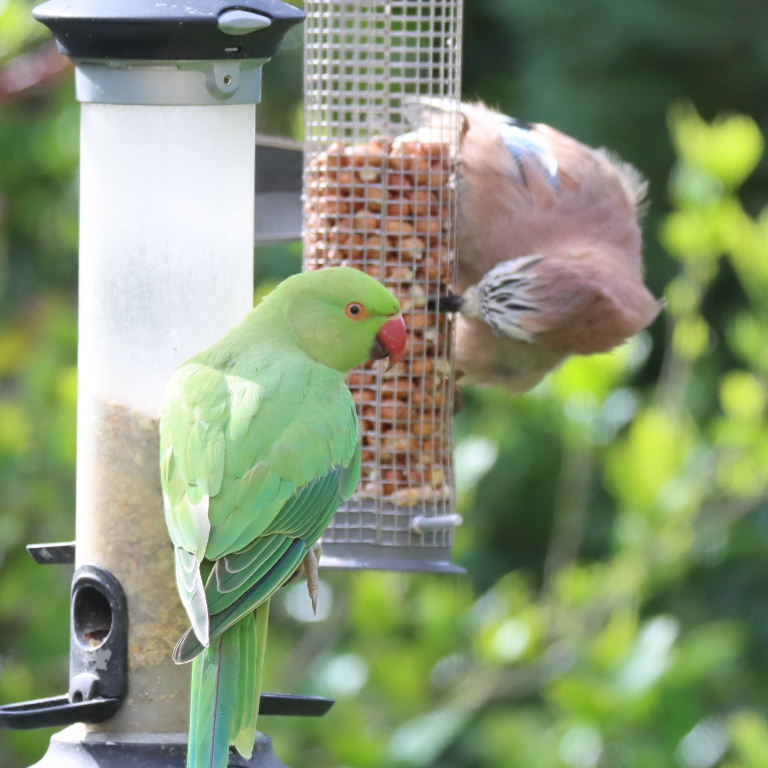 Jay and Parakeet
