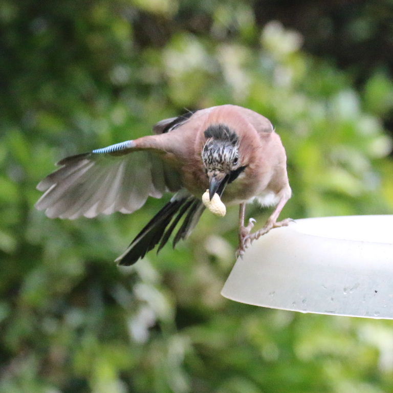 Jay with peanut