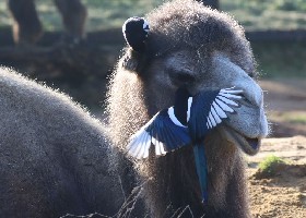 camel and magpie