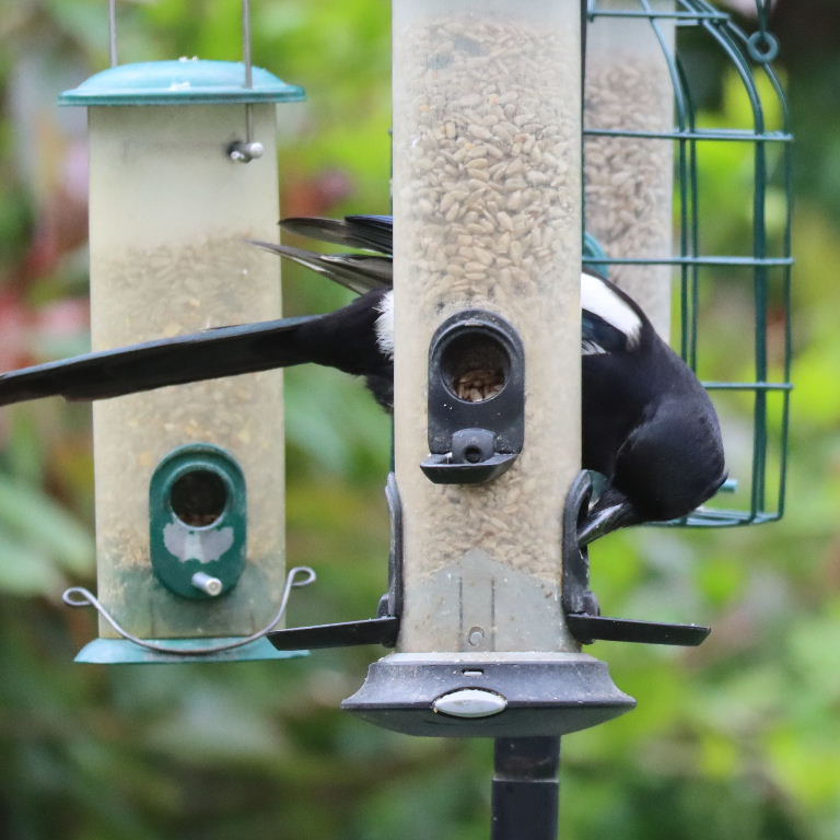Magpie on feeder