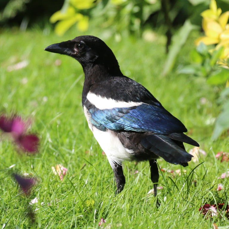 Magpie