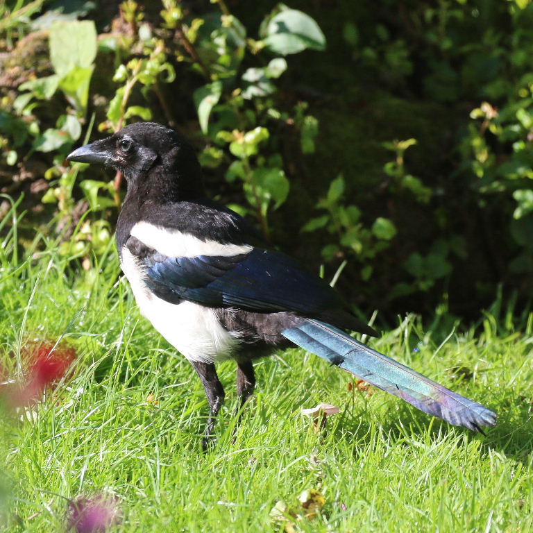 Magpie
